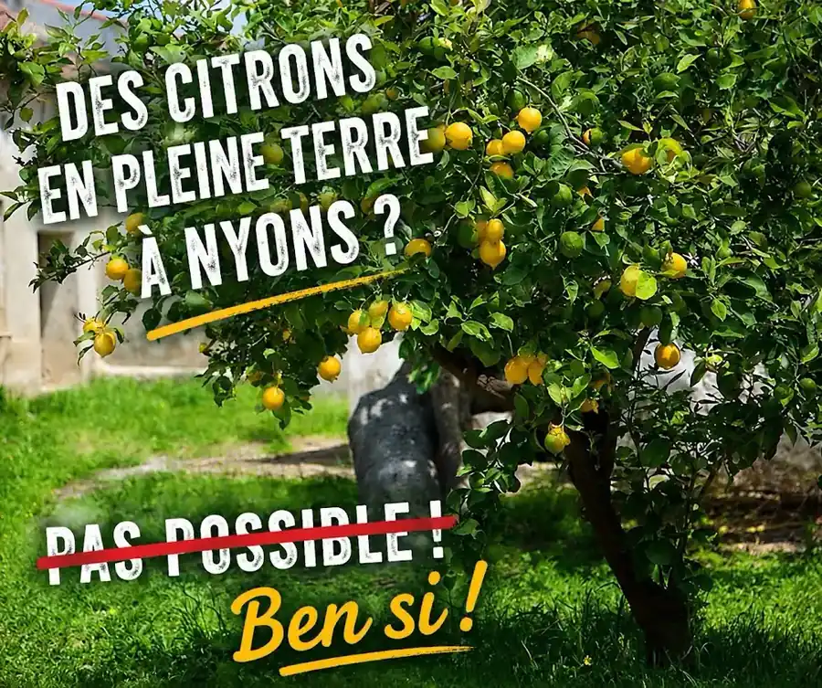 Citronnier chargé de citrons cultivé en pleine terre à Nyons dans la Drôme provençale, surnommée le Petit Nice.