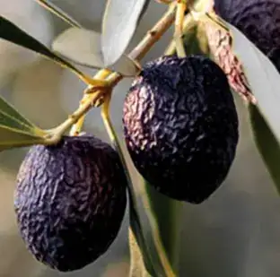 Illustration — Olives de Nyons (AOP) : un goût unique