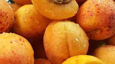 Illustration — Abricots de Nyons