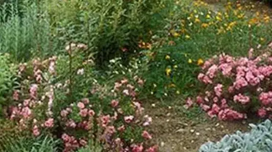 Massifs fleuris et végétation au Jardin des Arômes à Nyons, une halte dans le secteur de la Digue.