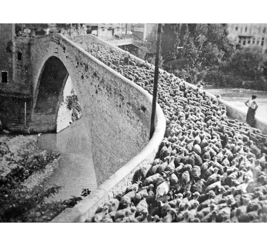 Illustration — Transhumance sur le pont de Nyons en 1960 vidéo