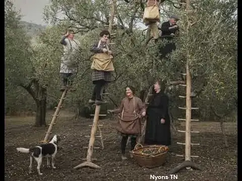 Cueillette des olives à Nyons en 1900 – Traditions et savoir-faire d’antan