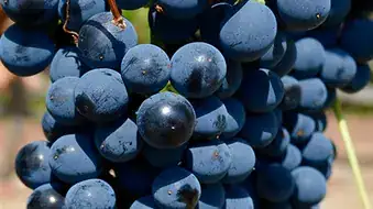 Grappes de raisin noir sur la vigne, pour illustrer les découvertes pédagogiques du vignoble nyonsais.