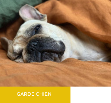 Chien de type bouledogue couché sur une couverture orange, avec la mention « Garde chien ».