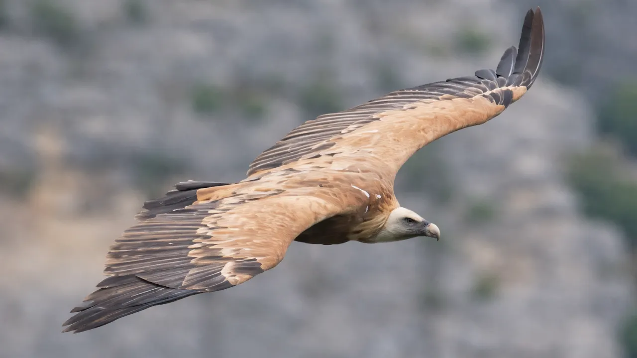 Vautour fauve en vol dans les Baronnies provençales