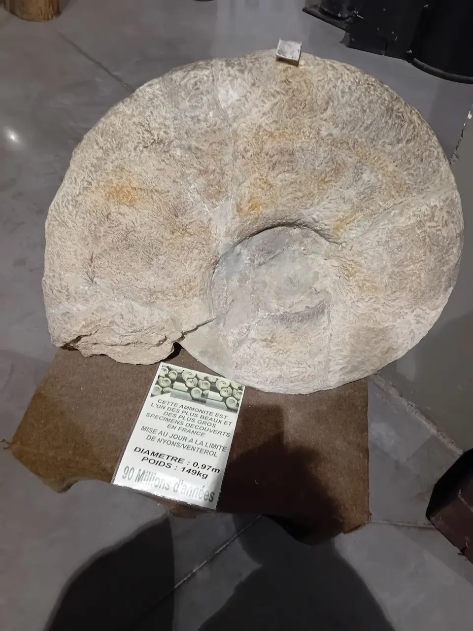 une ammonite géante fossilisée