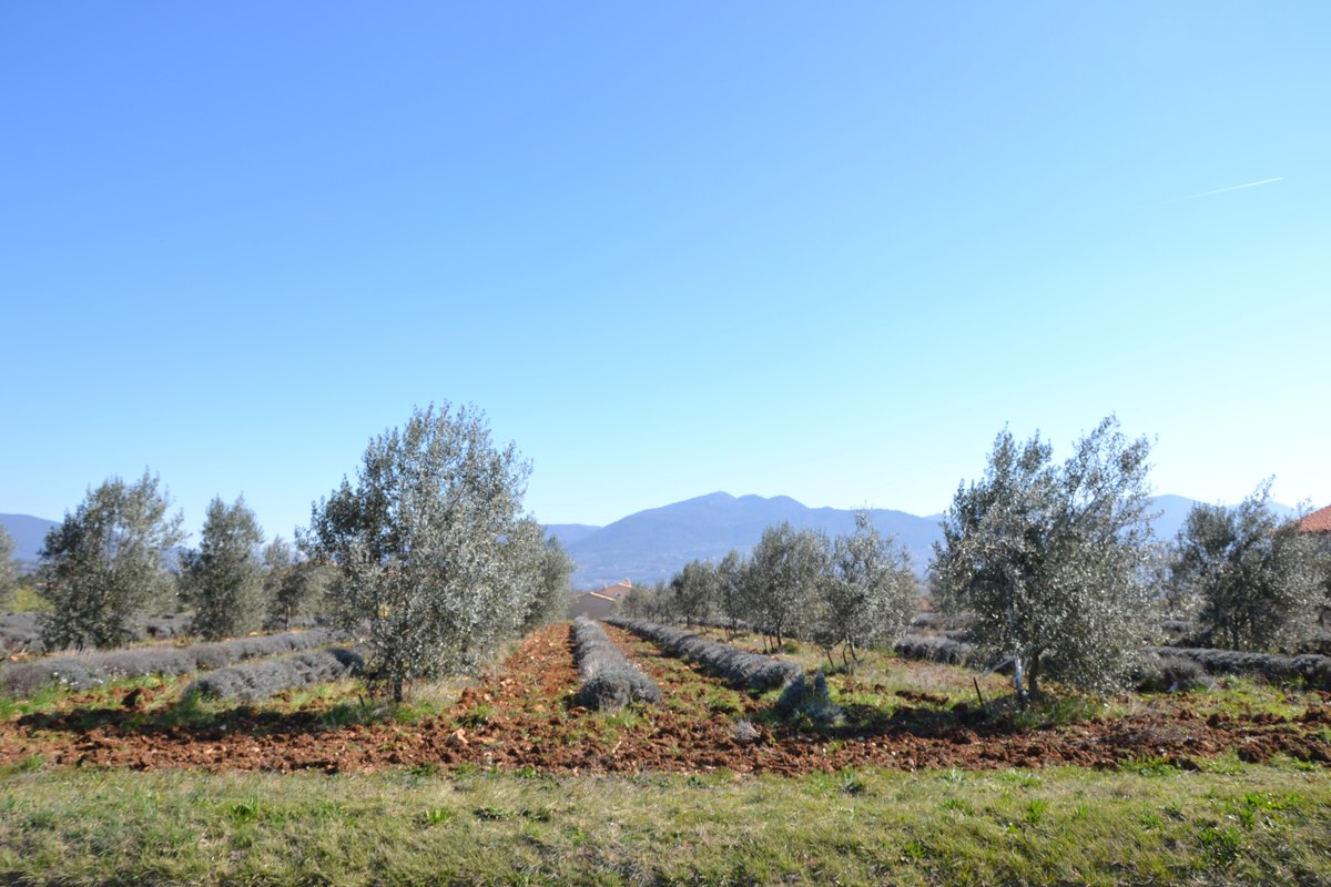 Rangs de lavandes hors floraison et oliviers à Vinsobres, devant les collines.