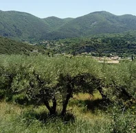 Oliviers dans un verger enherbé, avec une vallée et des collines boisées en arrière-plan.