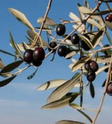Olives noires sur une branche d’olivier sous un ciel bleu.