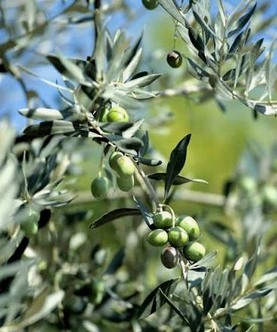 Olives vertes et feuillage sur un rameau d’olivier.