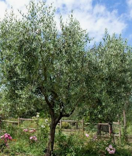 Un olivier au tronc ramifié dans un jardin.