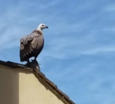 Vautour posé sur le bord d’un toit, devant un ciel bleu.